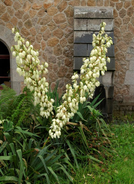 © Hortival Diffusion - Tous droits réservés
