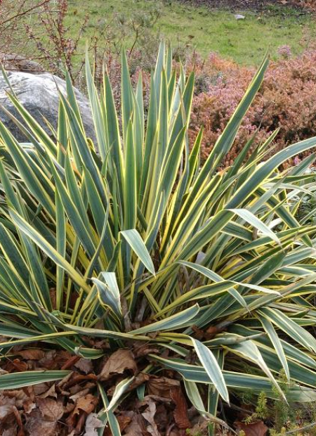 © Hortival Diffusion - Tous droits réservés