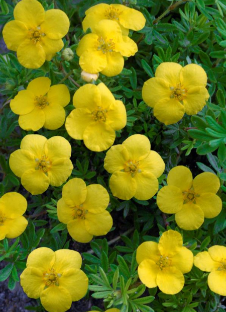 © Hortival Diffusion - Tous droits réservés