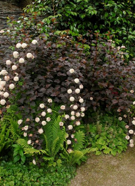© Hortival Diffusion - Tous droits réservés