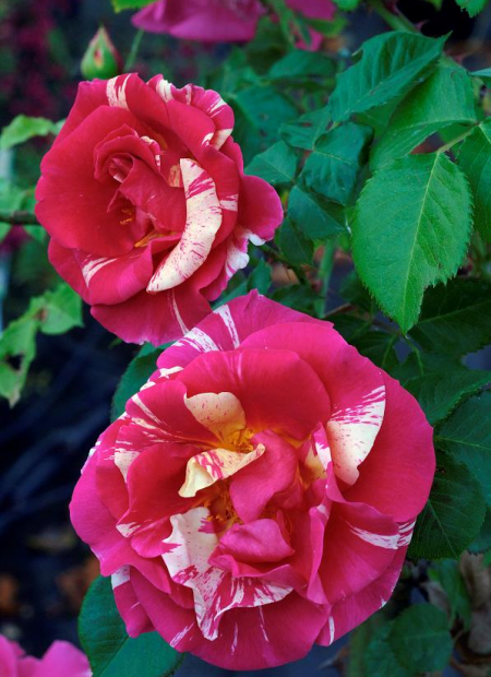 © Hortival Diffusion - Tous droits réservés