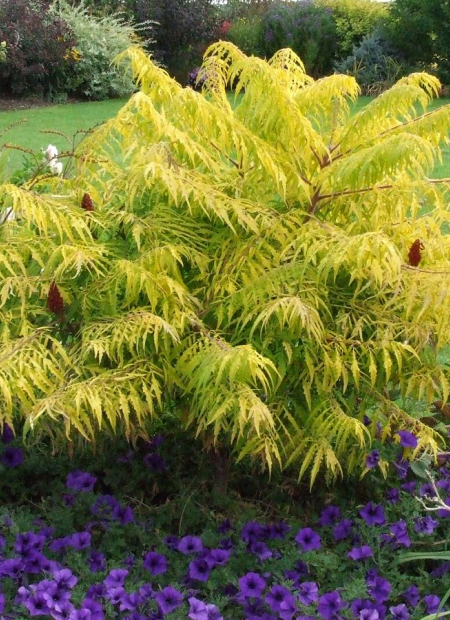 © Hortival Diffusion - Tous droits réservés