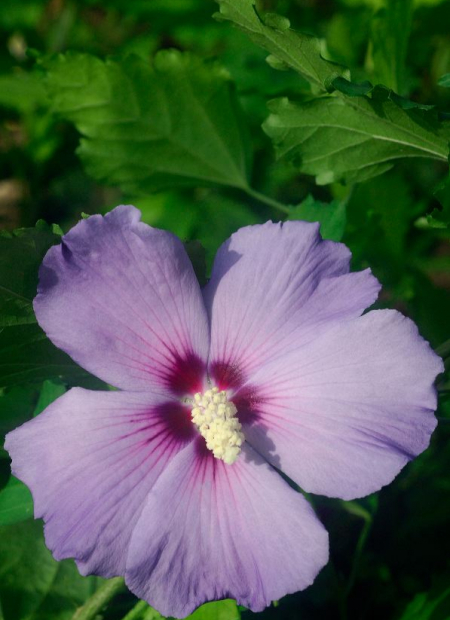 © Hortival Diffusion - Tous droits réservés