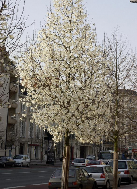 © Hortival Diffusion - Tous droits réservés