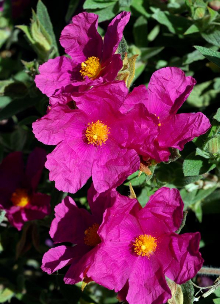 © Hortival Diffusion - Tous droits réservés