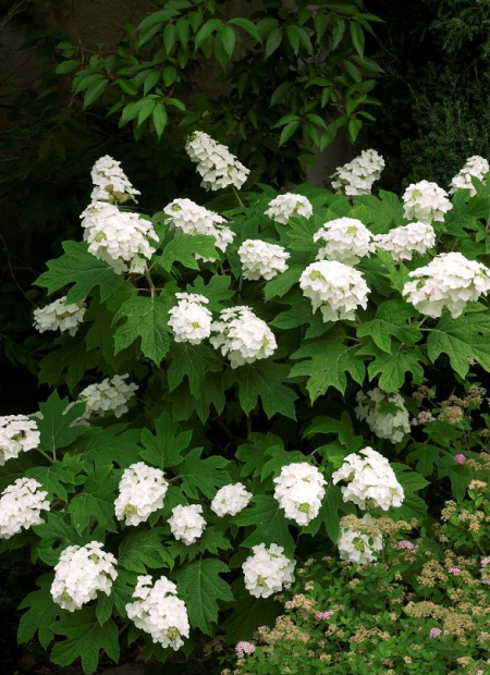 © Hortival Diffusion - Tous droits réservés