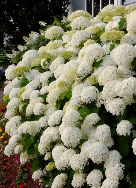 © Hortival Diffusion - Tous droits réservés