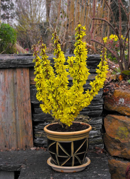 © Hortival Diffusion - Tous droits réservés