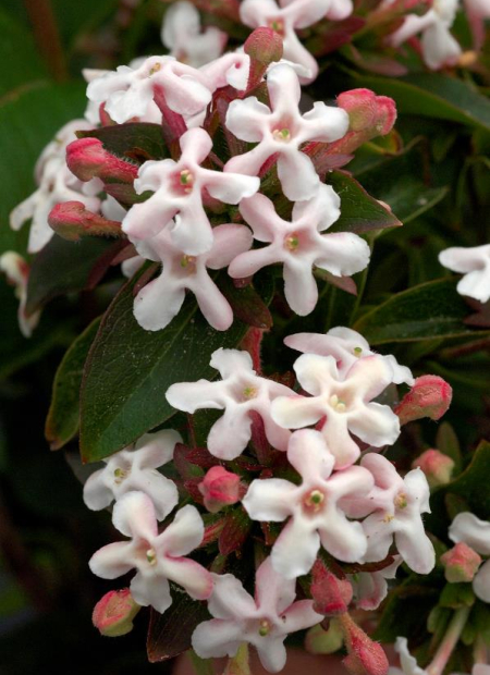 © Hortival Diffusion - Tous droits réservés