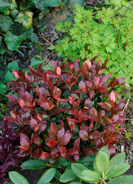 © Hortival Diffusion - Tous droits réservés