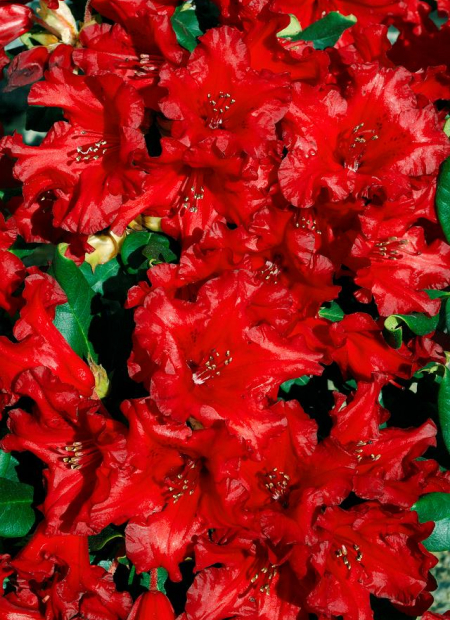 © Hortival Diffusion - Tous droits réservés