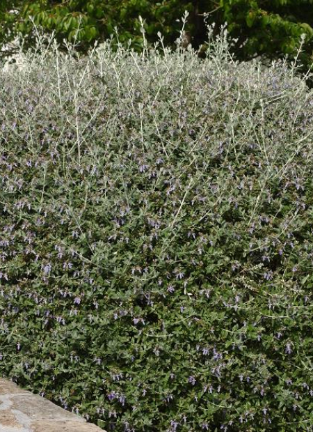 © Hortival Diffusion - Tous droits réservés