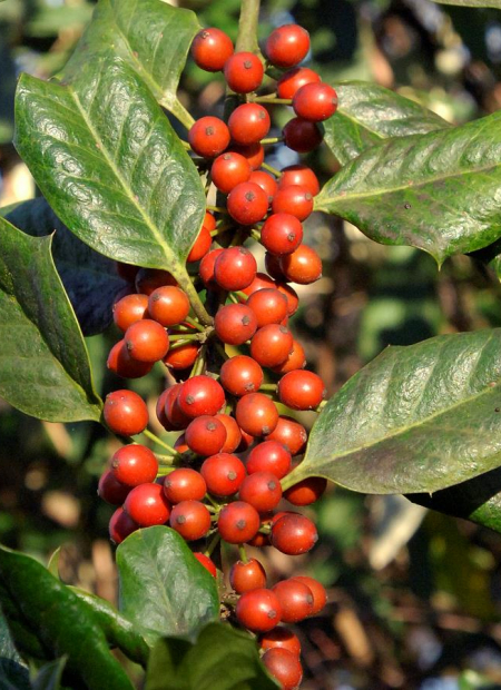 © Hortival Diffusion - Tous droits réservés