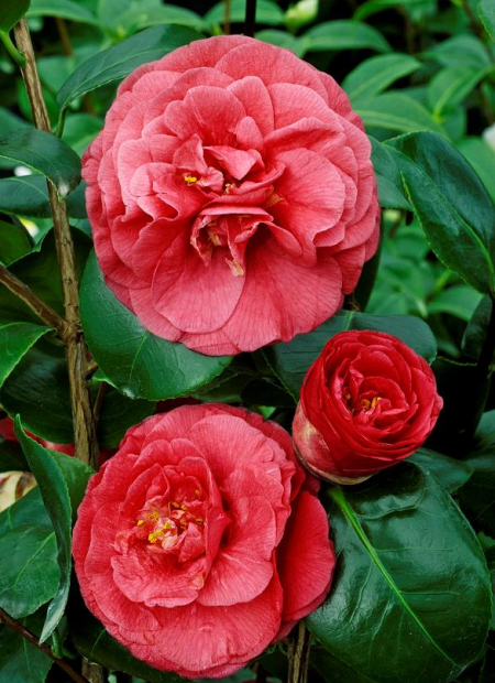 © Hortival Diffusion - Tous droits réservés