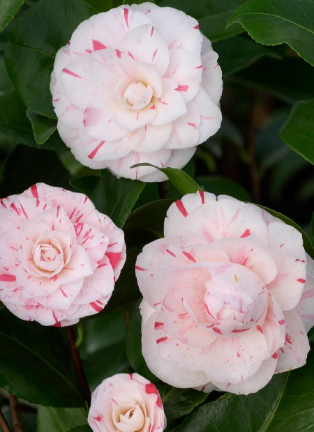 © Hortival Diffusion - Tous droits réservés