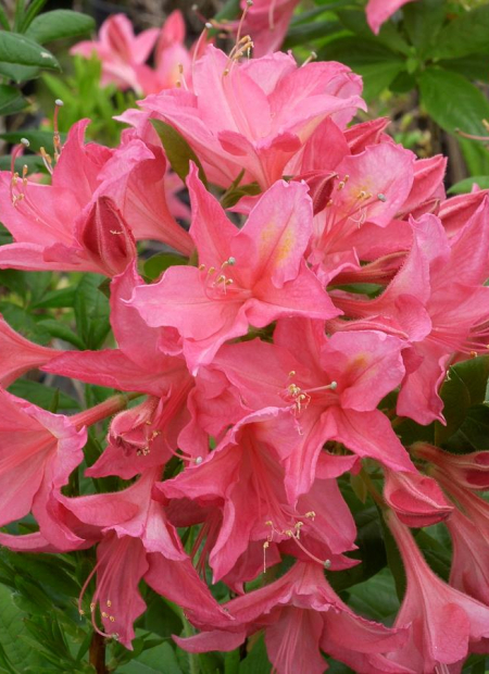 © Hortival Diffusion - Tous droits réservés