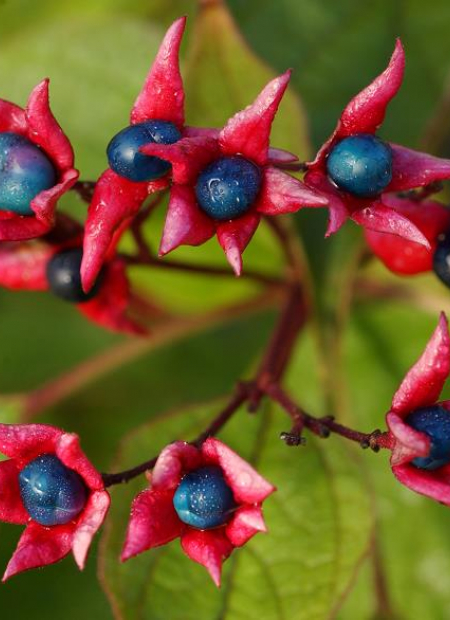 © Hortival Diffusion - Tous droits réservés