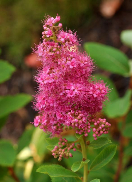 © Hortival Diffusion - Tous droits réservés