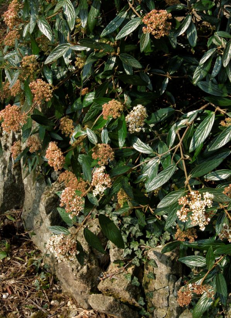 © Hortival Diffusion - Tous droits réservés