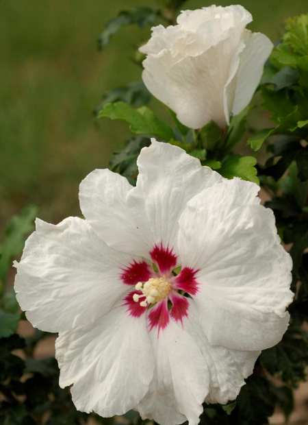 © Hortival Diffusion - Tous droits réservés