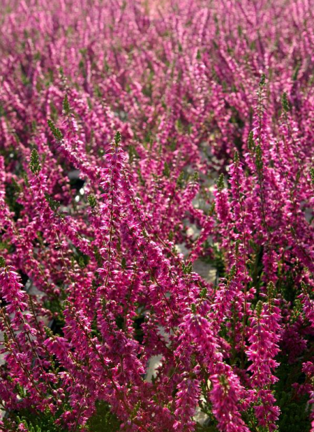 © Hortival Diffusion - Tous droits réservés