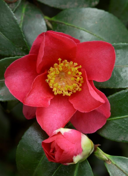 © Hortival Diffusion - Tous droits réservés