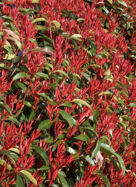 © Hortival Diffusion - Tous droits réservés