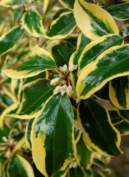 © Hortival Diffusion - Tous droits réservés