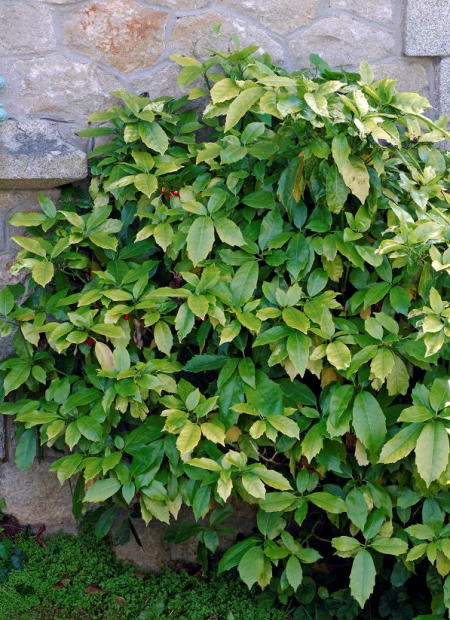 © Hortival Diffusion - Tous droits réservés