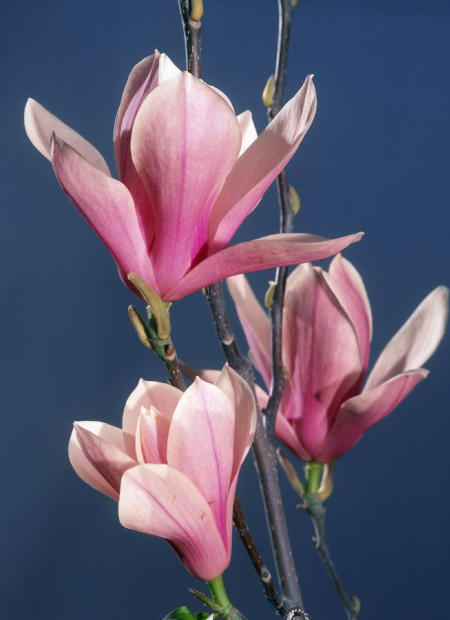 © Hortival Diffusion - Tous droits réservés