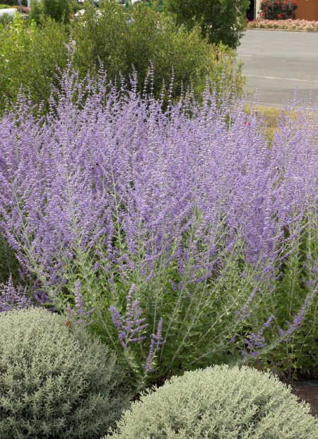 © Hortival Diffusion - Tous droits réservés