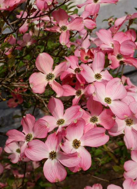 © Hortival Diffusion - Tous droits réservés