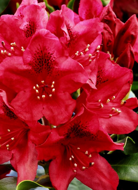 © Hortival Diffusion - Tous droits réservés