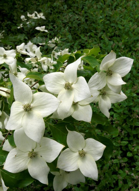 © Hortival Diffusion - Tous droits réservés