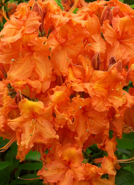 © Hortival Diffusion - Tous droits réservés