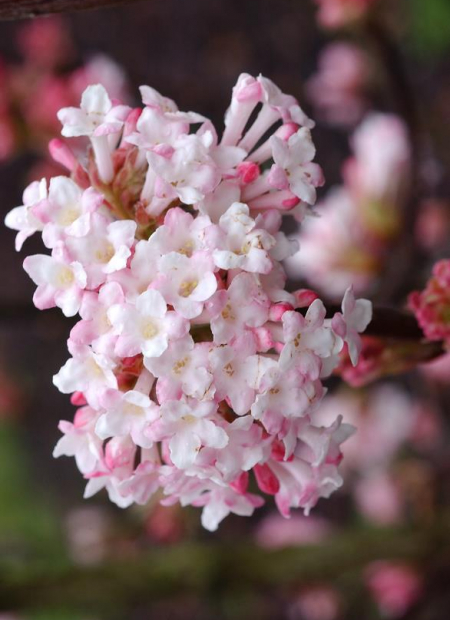 © Hortival Diffusion - Tous droits réservés