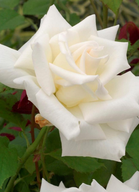 © Hortival Diffusion - Tous droits réservés