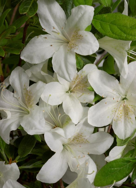 © Hortival Diffusion - Tous droits réservés