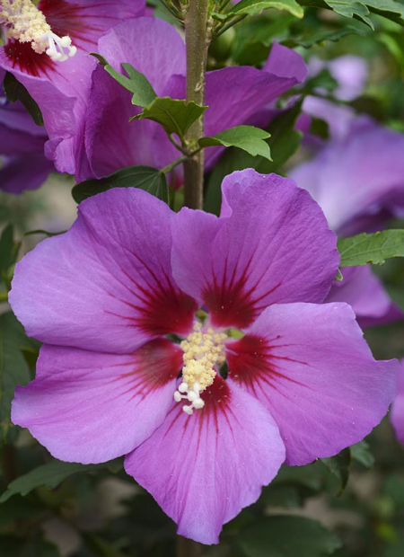 © Hortival Diffusion - Tous droits réservés