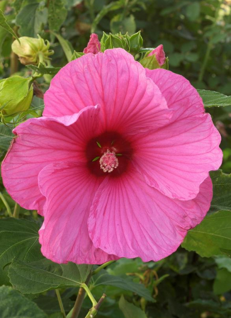 © Hortival Diffusion - Tous droits réservés