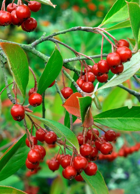 © Hortival Diffusion - Tous droits réservés
