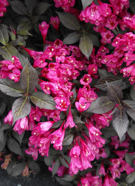 © Hortival Diffusion - Tous droits réservés