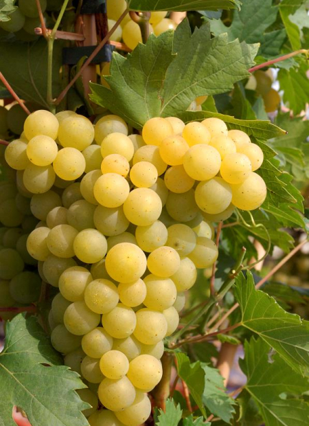 © Hortival Diffusion - Tous droits réservés