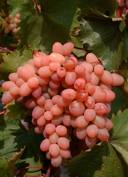 © Hortival Diffusion - Tous droits réservés