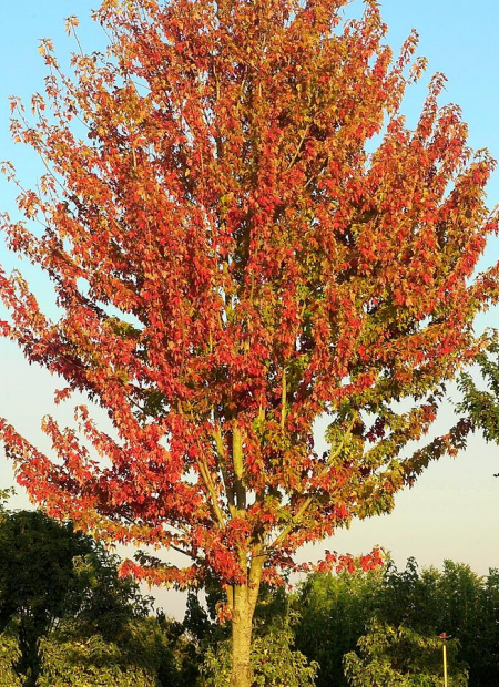© Hortival Diffusion - Tous droits réservés