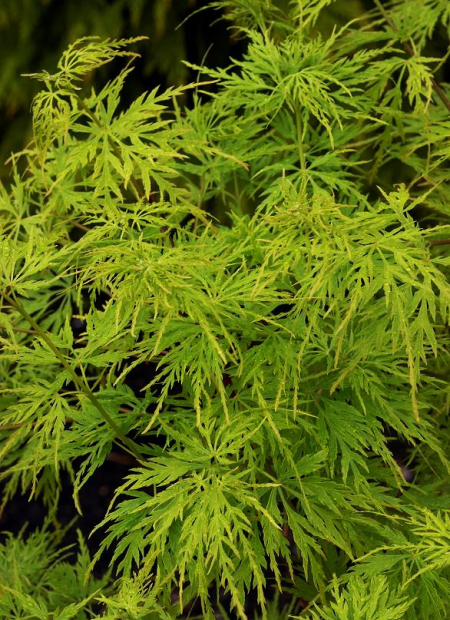 © Hortival Diffusion - Tous droits réservés