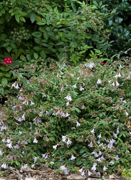 ©Spring Meadow Nursery