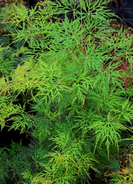 © Hortival Diffusion - Tous droits réservés