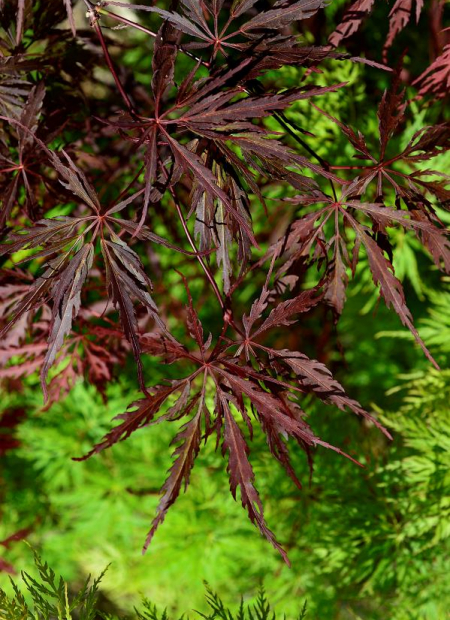 © Hortival Diffusion - Tous droits réservés