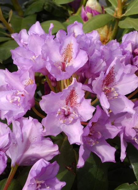 © Hortival Diffusion - Tous droits réservés